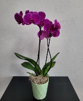 Elegant Orchid Flowering Plant 