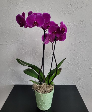 Elegant Orchid Flowering Plant  in Los Lunas, NM | Wild Rose Flowers