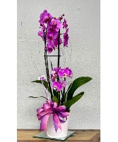 Elegant Orchid House Plant in Tallahassee, Florida | ARTISTIC FLORAL DESIGNS