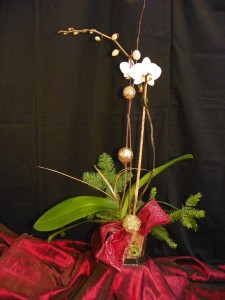 Elegant Orchid Orchid Plant