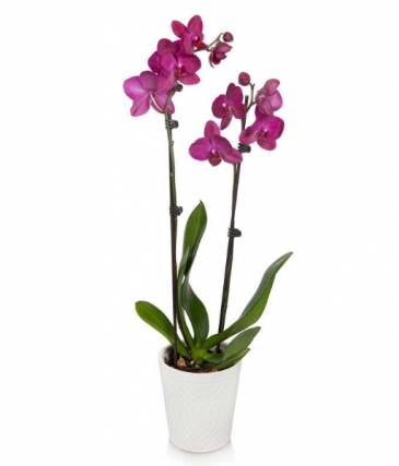 Elegant t Orchid Plant 