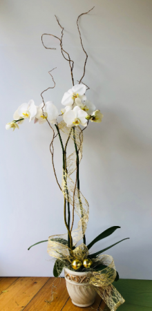 Elegant Orchid Plant  in Pensacola, FL | JUST JUDY'S FLOWERS, LOCAL ART & GIFTS