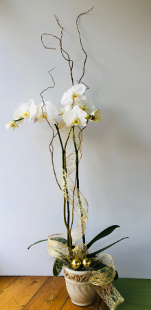 Elegant Orchid Plant