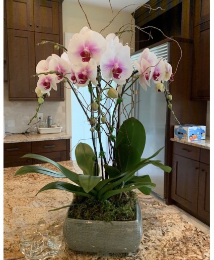 Elegant orchid plants  Pink & White 