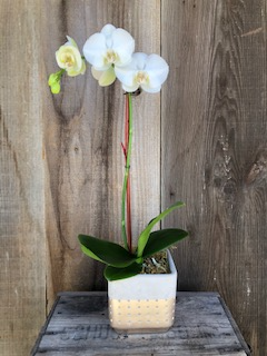 Elegant Orchid Potted Plant