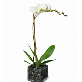 Single White Orchid Plant 