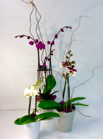 Elegant Orchid plant  in Troy, MI | DELLA'S MAPLE LANE FLORIST