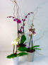 Elegant Orchid Plant 