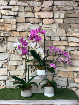 Elegant Orchids