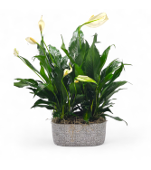 Elegant Peace Lilly 