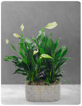Elegant Peace Lilly 