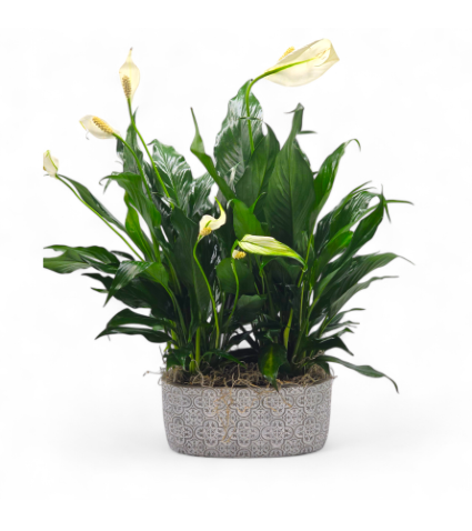 Elegant Peace Lilly