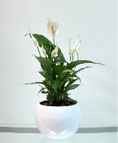 Elegant Peace Lily House plant