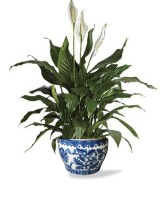 Elegant Peace Lily  Potted Plant