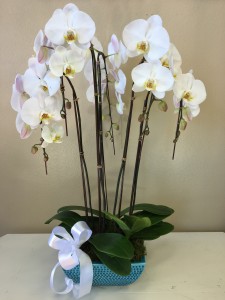 Elegant Phalaenopsis  Orchid Plant