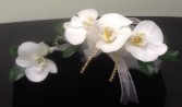 Elegant Phalaenopsis Orchid Wrist Corsage $60  and Boutonniere $10