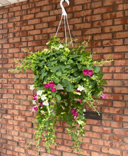 Elegant Pink and White Hanging Planter