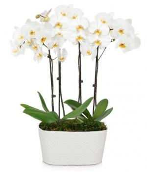 ELEGANT PURE WHITE ORCHID PLANT