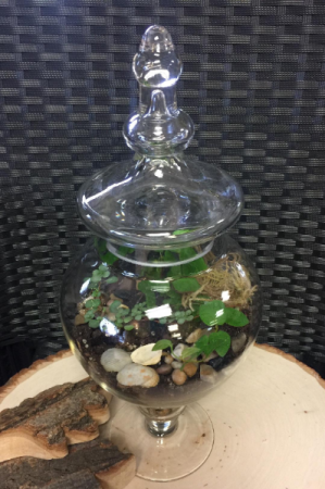 Elegant Terrarium