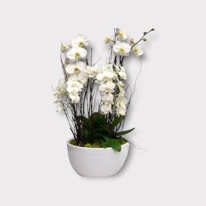 Elegant White Orchid  