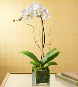 Elegant Orchid arrangement **Color will be varied** in Vancouver, BC | ARIA FLORIST Elegant Orchid arrangement **Color will be varied** in Vancouver, BC | ARIA FLORIST