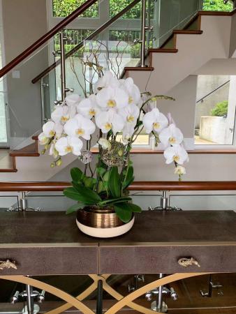 Elegant White orchids  