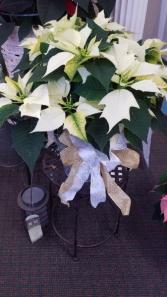 Elegant White Poinsettia 