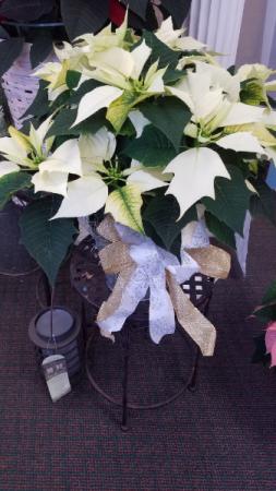 Elegant White Poinsettia 