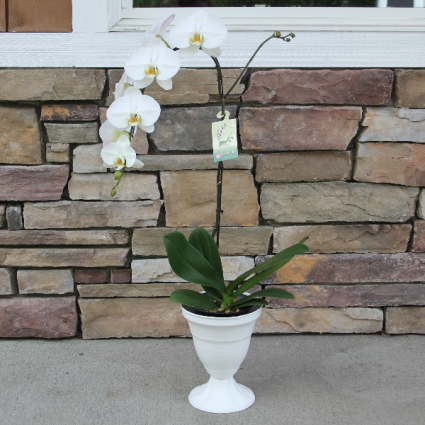 Elegently White Orchid