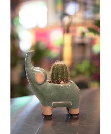 Elephant Blues  Mini Cactus 