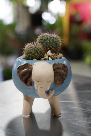 Elephant Endurance Mini Cactus Planter in South Milwaukee, WI | PARKWAY FLORAL INC. Elephant Endurance Mini Cactus Planter in South Milwaukee, WI | PARKWAY FLORAL INC.