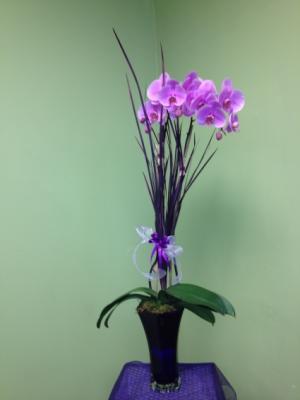 Elite Orchid Plant Lavender or White Dendrobium Available in Galveston, TX | J. MAISEL'S MAINLAND FLORAL Elite Orchid Plant Lavender or White Dendrobium Available in Galveston, TX | J. MAISEL'S MAINLAND FLORAL