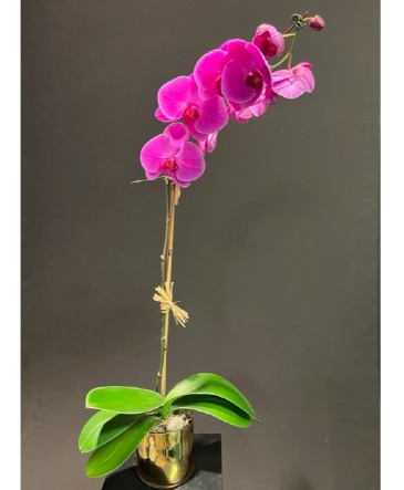 Elite Orchid Plant Lavender or White Dendrobium Available in Galveston, TX | J. MAISEL'S MAINLAND FLORAL Elite Orchid Plant Lavender or White Dendrobium Available in Galveston, TX | J. MAISEL'S MAINLAND FLORAL