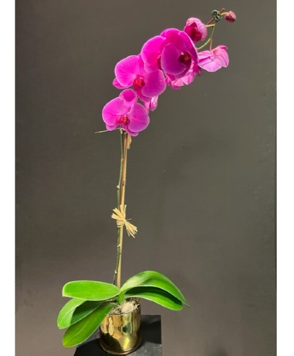 Elite Orchid Plant Lavender or White Dendrobium Available