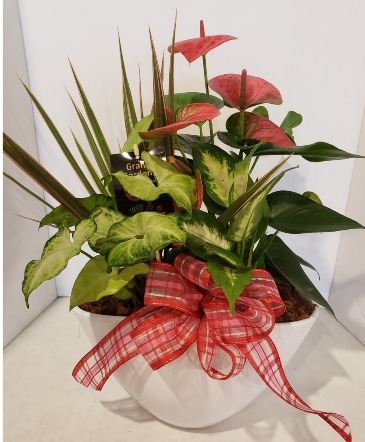 Ellen Oval Planter Plants in Stouffville, ON | Centerpiece Flowers