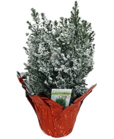 Elwood Christmas Plant  