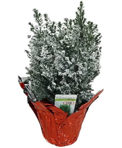 Elwood Christmas Plant  