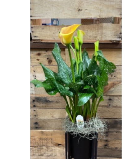 Emblematic Victoria Calla lily