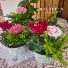Emboss Daisy Tin Planter