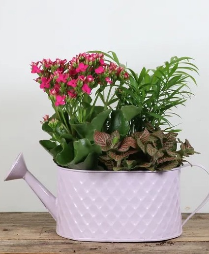 Embossed Watering Can Plant