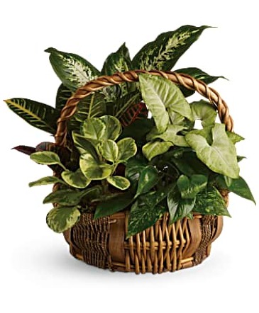 Emerald Basket Garden Plant in Riverside, CA | Willow Branch Florist of Riverside
