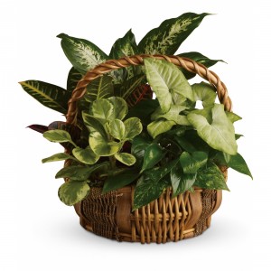 Emerald Basket T106-1A