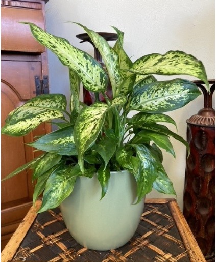 Emerald Breeze Dieffenbachia plant