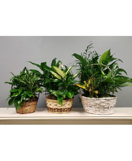 Emerald Delight Basket  Garden Basket 