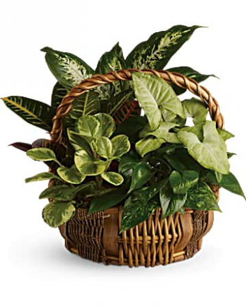 Emerald Garden Basket  in Calgary, AB | CROWFOOT PANDA FLOWERS CALGARY FLOWER DELIVERY