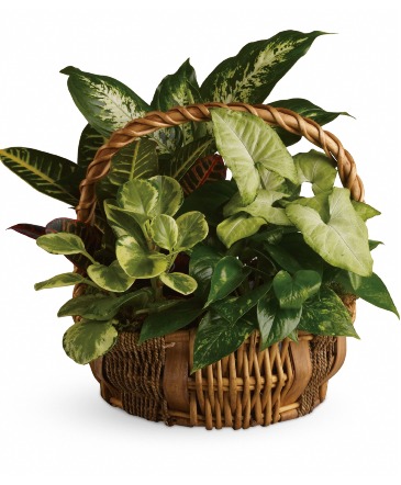 Emerald Garden Basket  in Arlington, TX | Wilsons in Bloom