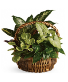 Emerald Garden Basket Flower Arrangement