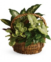 Emerald Garden Basket House Plants