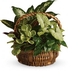 Emerald Garden Basket mixed dish garden