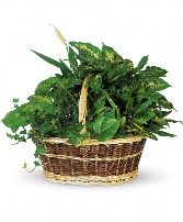 Large Basket Garden Plant Basket